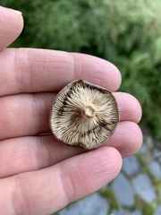Lactarius vietus