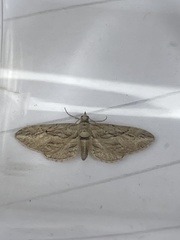 Eupithecia phoeniceata
