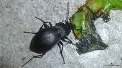 Carabus convexus