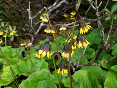Ligularia retusa