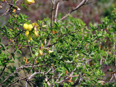 Crotalaria capensis