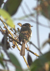 Prinia hodgsonii