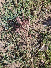 Suaeda acuminata