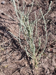 Suaeda acuminata