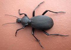 Tefflus meyerlei delegorguei