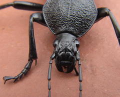 Tefflus meyerlei delegorguei