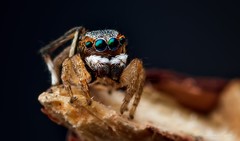 Maratus anomalus