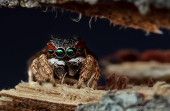 Maratus anomalus