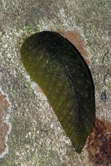 Pseudaneitea