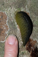 Pseudaneitea
