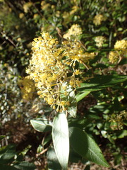 Pomaderris intermedia