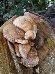 Hemipholiota populnea
