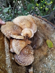 Hemipholiota populnea