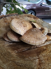 Hemipholiota populnea