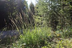Calamagrostis varia