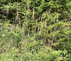 Calamagrostis varia