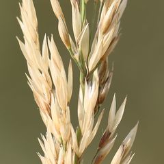 Calamagrostis varia