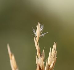 Calamagrostis varia