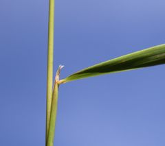 Calamagrostis varia
