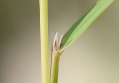 Calamagrostis varia