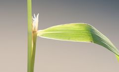 Calamagrostis varia