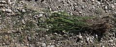 Calamagrostis varia