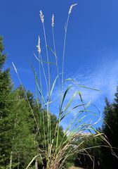 Calamagrostis varia