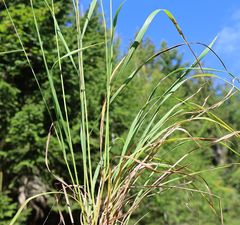 Calamagrostis varia