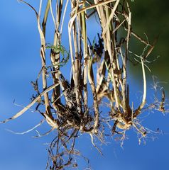Calamagrostis varia