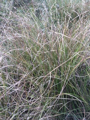 Carex virgata