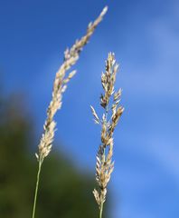 Calamagrostis varia