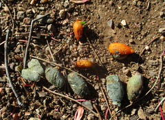 Tapinanthus