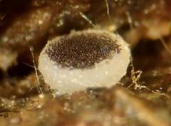 Ascobolus sacchariferus