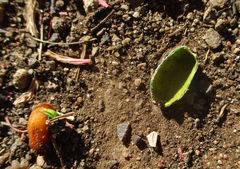 Tapinanthus