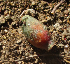 Tapinanthus