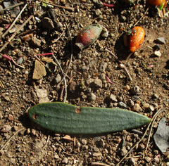 Tapinanthus