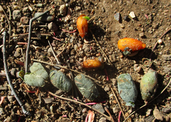 Tapinanthus