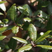 Quercus phillyreoides - Photo (c) harum.koh, algunos derechos reservados (CC BY-SA), uploaded by harum.koh