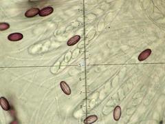 Ascobolus sacchariferus