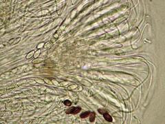 Ascobolus sacchariferus