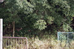 Quercus phillyreoides