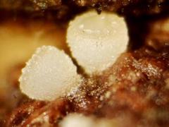 Ascobolus sacchariferus