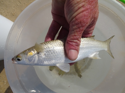 Grooved mullet (Liza dumerili) — Mugilidae