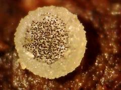 Ascobolus sacchariferus