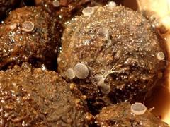 Ascobolus sacchariferus