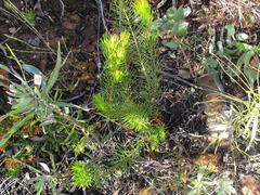 Protea subulifolia