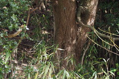 Quercus phillyreoides