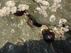 Actinia ebhayiensis