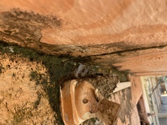 Ptyonoprogne concolor