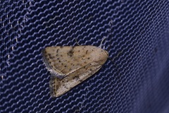 Micrathetis